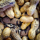    peanut Beetle Culture With Habitat        live Food For Fish  Frogs  Geckos    More