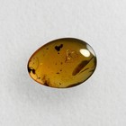 Unknown Bug Predatory In Burmese   Burmite Amber Fossil   100  Genuine