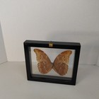 Real Blue Morpho Butterfly In Glass Shadow Box Display Frame Taxidermy 10x8 In