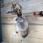       authentic Jackalope Taxidermy Mount     Original Wyoming Folk Art     Lodge Decor