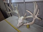 Big Farm 16 Point 185-5  Whitetail Skull European Decor Man Cave Taxidermy Buck