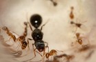 Tetramorium Immgranis Queen Ant With Brood  Feeder Insect  Us Shipping