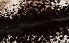 100  New Cowhide Rugs Area Cow Skin Leather  50  X 44   Cow Hide Sa-3538