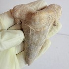 Large Fossil Shark Tooth Sokolovi     Pre Megalodon     Natural Serrations