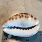 Large Spotted Cowrie Shell Specimen W  Toothed Opening  2 75 Inches