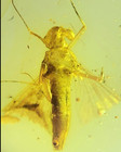 Burmese Fossil Burmite Cretaceous Amber Plankton Insect Fossil Amber Myanmar