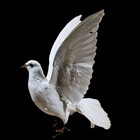 Rock Pigeon Bird  Taxidermy Oddities Curiosities C Livia Dove Collectible Deco