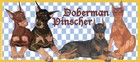 Doberman Pincher Ceramic Coffee Mug Tea Cup 15 Oz