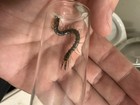 Eastern Bark Centipede - Hemiscolopendra Marginata     Live Scolopendra Centipede