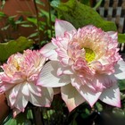 25 Pink   White Lotus Seeds Premium Aquatic Water Lily Plant Seeds Ceylon