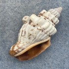  5 Strombus  canarium  Labiatum 31 2mm F   No Data