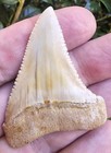 Peruvian Great White Shark Tooth Fossil Not Megalodon Peru