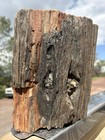       rr        Rough Detailed Woodworthia Petrified Wood  Ne Az  15  Lb 