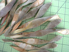 24 Wisteria Pod Halves Collage Floral Decor Assemblage More            1