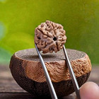 Lab Certified Six Face Rudraksha- Nepal Bead - Six Mukhi Rudraksha Bead - Lord S