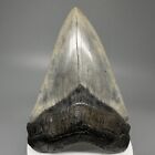 Beautiful Blue  Grey  And Cream X-lg 3 72  Fossil Chubutensis Shark Tooth - Usa