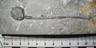 Silurian Rochester Shale Crinoid Fossil Lecanocrinus Macropetalus Rare Type