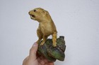     Old Lovely Nice Taxidermy Collectors    