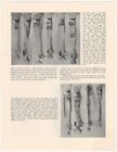 Antique American Silver Sugar Tongs -rosenfeld Collection 1946 Cutten Offprint 