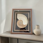 Framed Nautilus Shell Shadow Box Display     Coastal D  cor Wall Art  Unique Shell