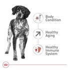 Medium Senior Dry Dog Food 10  Years  30 Lb - Size Health Nutrition For Aging Do