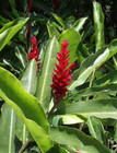 2 Rhizome Hawaiian Dwarf Red Ginger Alpinia Purpurata  Ready To Plant