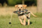 Avery Greenhead Gear Ghg Dog Ez Bird Gw Teal Atb Training Bumper Dummy Drake