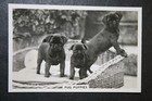 Pug Puppies   Vintage 1939 Photo Card  Fe10m
