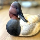 Ducks Unlimited  1 Canvasback Drake Full Size Decoy By Jett Brunet Nib