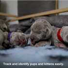 15pcs Puppy Collars Adjustable Soft Whelping Id Collar Set