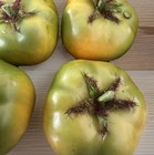 Artificial Tomatoes Set 12 Faux Fake Fruit Vegetable Decor Kitchen