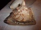 2  Sea Shell 6 and 7   Beautiful Home Beach Decor Aquarium - Lot 2 L