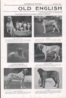 Mastiff 1927 Old English Mastiff Club Dog Breed Kennel Advert Print 2 Pages B209