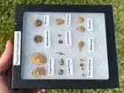 Pawpaw Formation Fossils Collection Starfish Ammonites Crabs Scaphites Etc