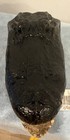 Genuine Alligator Head  Large 12-13     American Alligator Taxidermy 