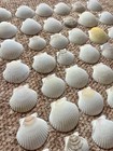 75 Pcs  Scallop Shells 2   -3    Scallop Shells Bulk For Home Or Crafting