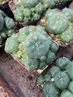  Multi Heads Succulent Plant Lw Home Garden Beautiful Pot 5-6cm 