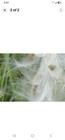 Fresh Milkweed Seeds  50  With Fluff  No Leaves  No Pods  Nongmo  No Herbicides