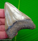 Megalodon Shark Tooth  Real Fossil - 3 25     Sharks Teeth No Restorations