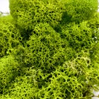 Green Preserved Reindeer Moss