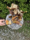 Bald Faced Hornets Nest Approximately 9in Wide X 12in Tall With Branch Attached 