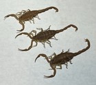3 Pcs Wet Specimens Az Bark Scorpion Centruroides Sculpturatus Preserved 70  Alc