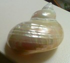 4  Turbo Seashell Polished Mother Of Pearl Iridescent Home  Beach Decor