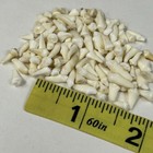 Lot Of 100 Assorted Small Coyote Teeth Real Cleaned Taxidermy Weird Goth  2481