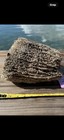 Natural Key West Sea Sponge 10   x10    Marine Coastal Beach Decor
