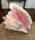 Large Bahamas Queen Conch Seashell Ocean Beach Decor 11 In  Bohemian Ocean Conch