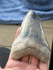 Rare Summerville Landsite Megalodon Tooth 4 40 Inches 