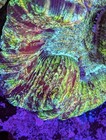 Wysiwyg Rainbow Trachyphyllia Wellsophyllia Trachy Open Brain Coral Live Frag