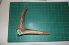 Large Upper Elk Antler Dog Chew  65   Bone Chews Moose Treats Deer 305