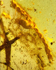 Cretaceous Fossil Burmese Amber Burmite Rare Lizard Insect Amber Fossil Myanmar